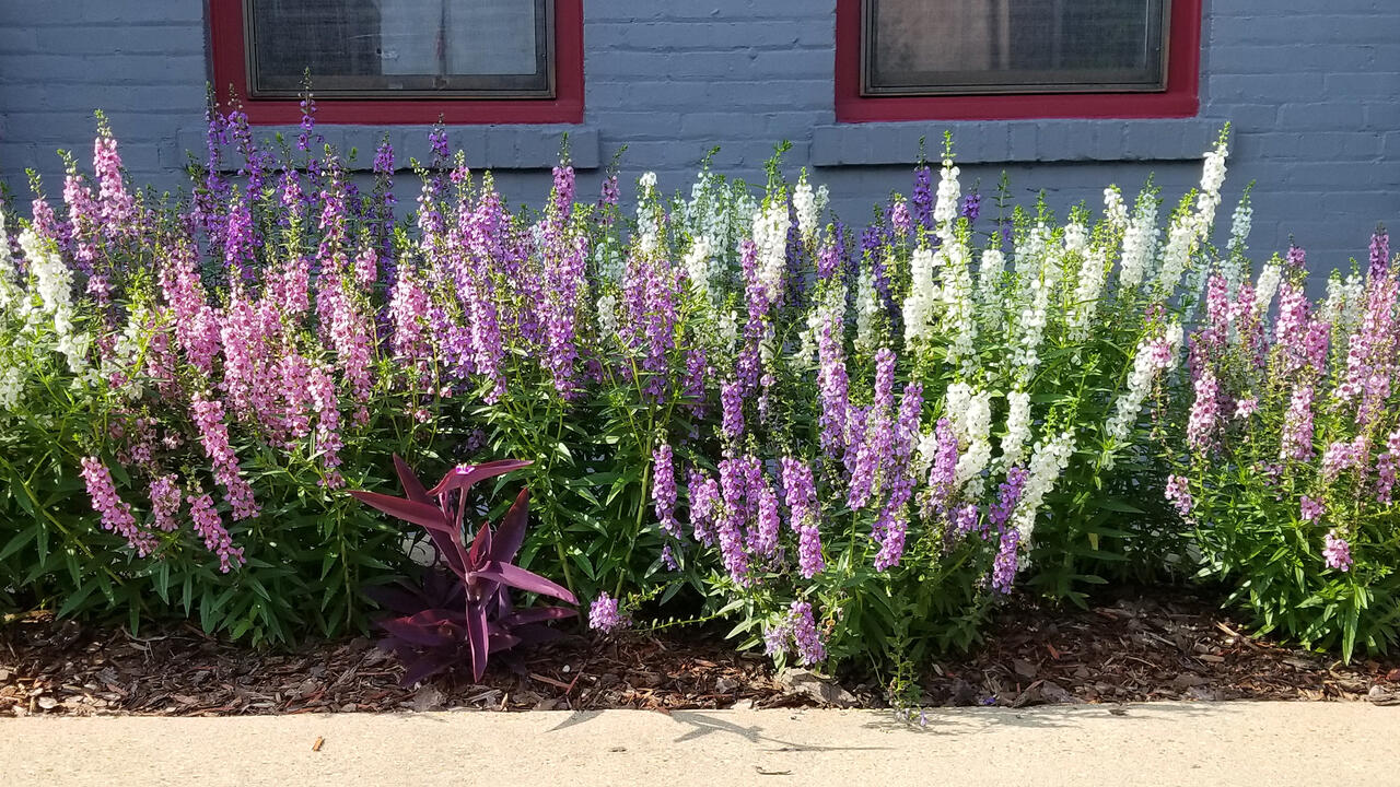Dozens of white and purple flower stalks rise from a stand of green plants in a cement planter.