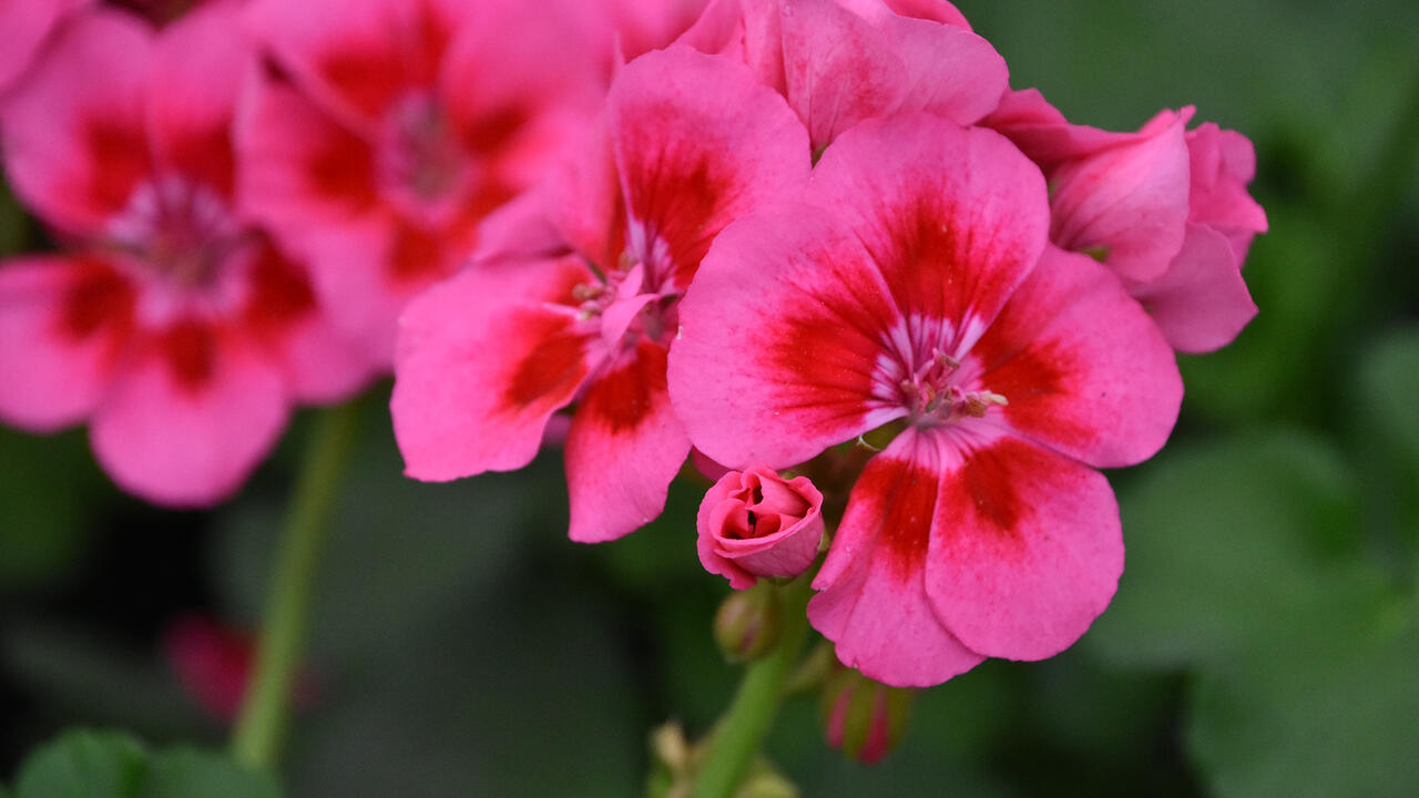 A cluster of pink flowers has dark-red centers.