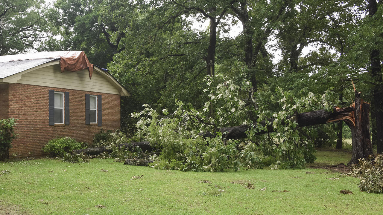 A large hardwood tree is snapped off and lays on the ground beside a house.