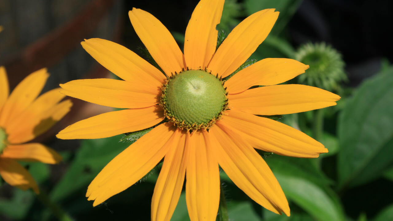 A single flower with yellow petals and a green center blooms above green foliage.