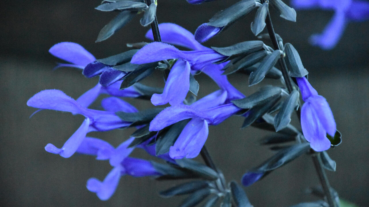 Delicate, funnel-shaped blue flowers line the upright stalks of a plant.