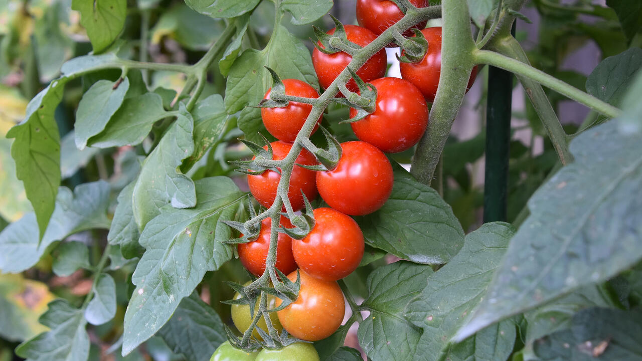 Tomatoes line a branch in two rows, with colors ranging from red to green.