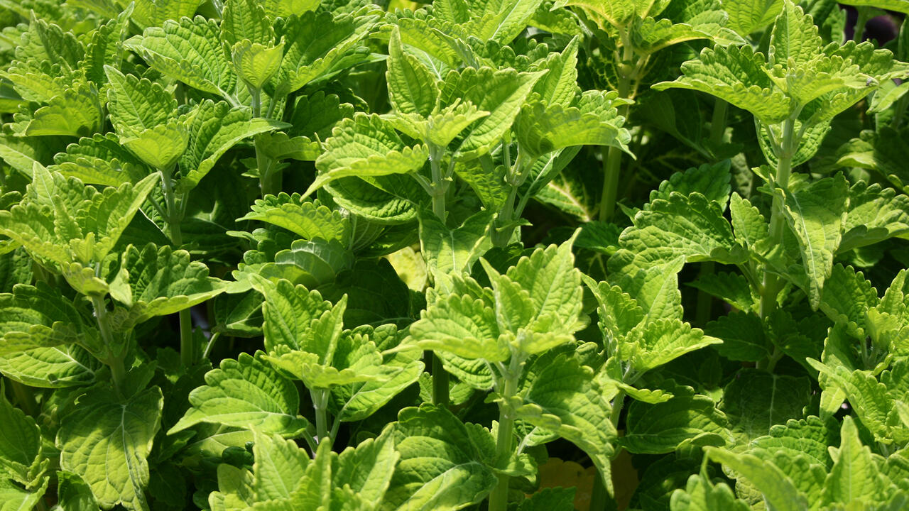 Bright-green leaves with ruffled edges fill the entire frame.
