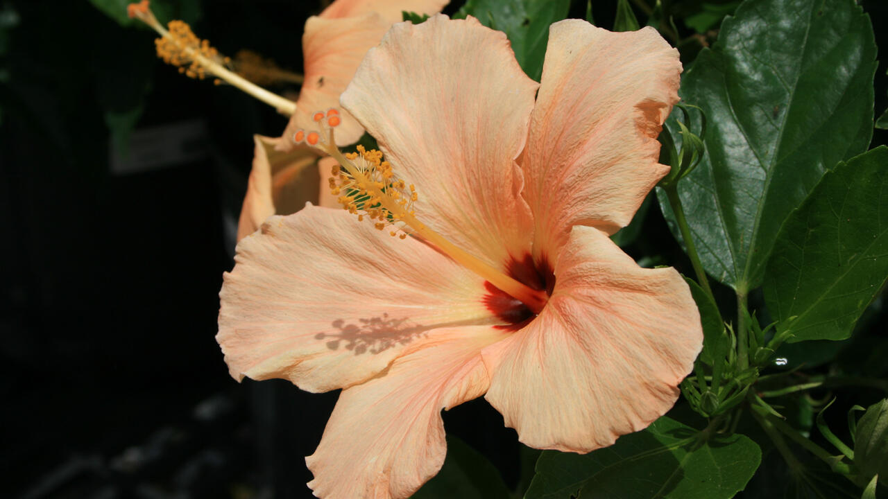 A large, peach-colored flower blooms wide open against dark-green leaves.