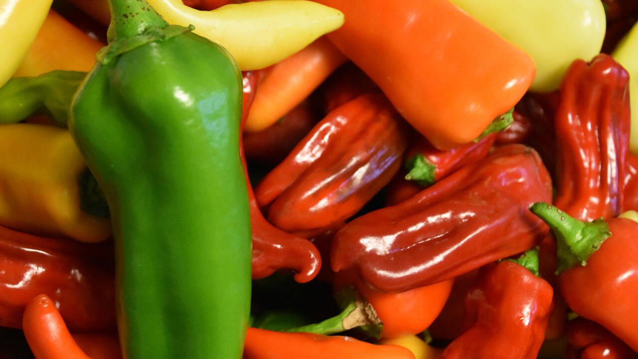 A slender, green pepper sits atop a collection of yellow, red and orange peppers.
