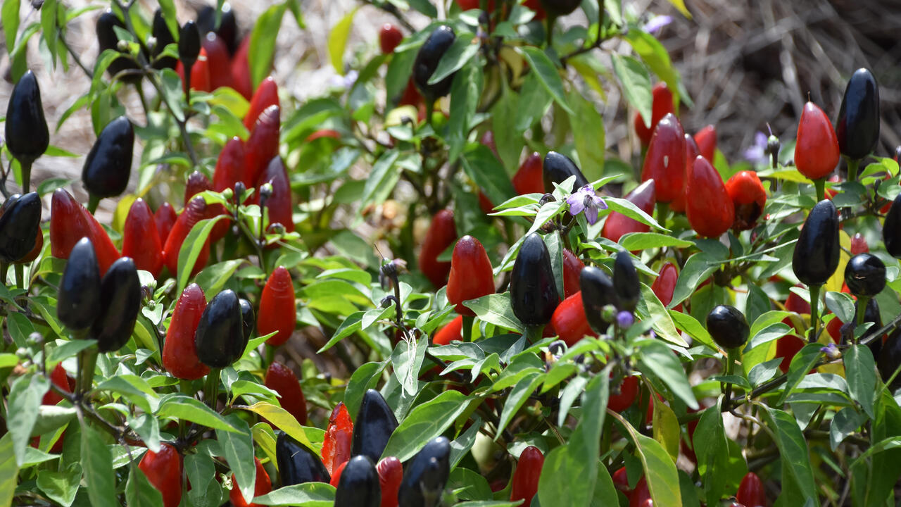Red and black fruit rise vertically above green leaves.