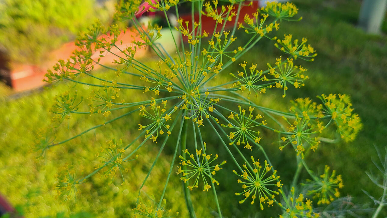 Small clusters of tiny flowers extend uniformly out from a wispy center stalk.