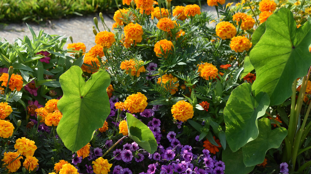 Round, orange blooms cover a plant in a landscape bed with purple blooms and large, green foliage.