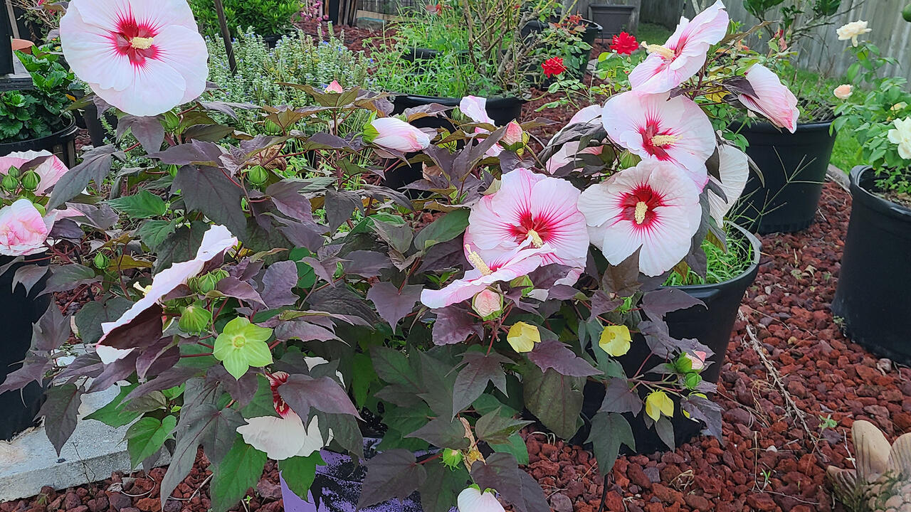 A plant with dark, almost purple leaves has large, pink blooms with red centers.