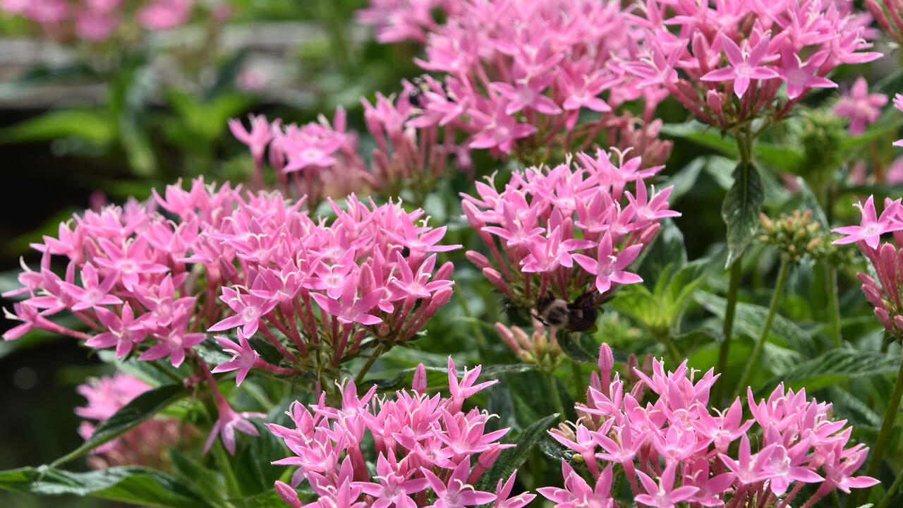 Dozens of pink flowers in clusters rise above green foliage.