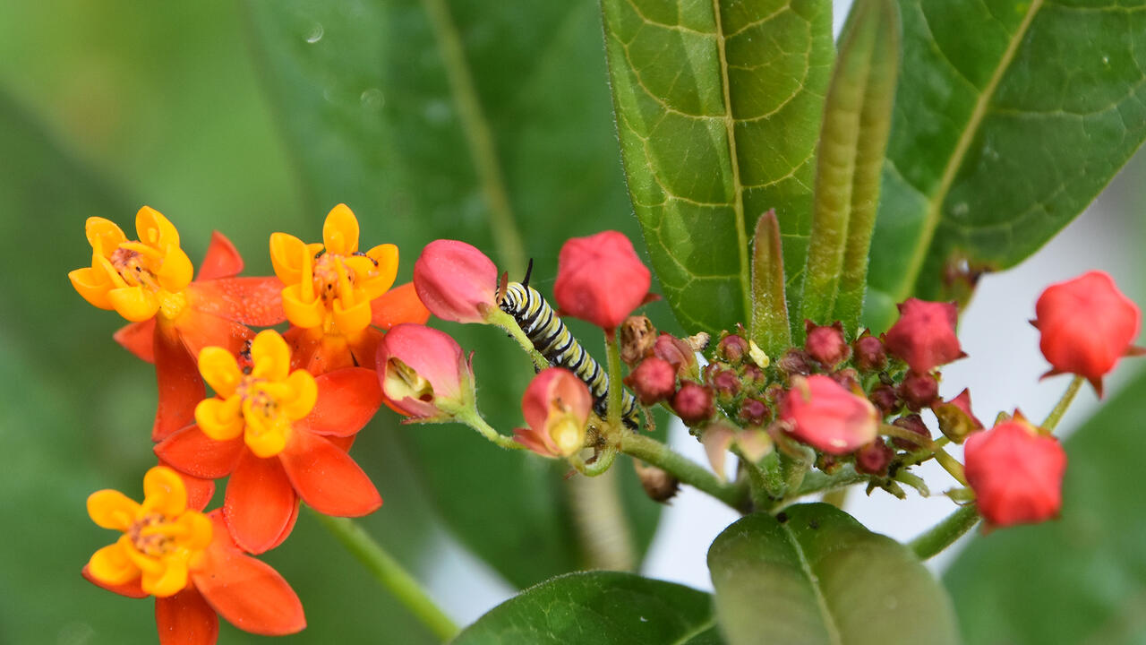 A yellow-and-black-striped caterpillar rests on a stem in a cluster of orange and yellow flowers.