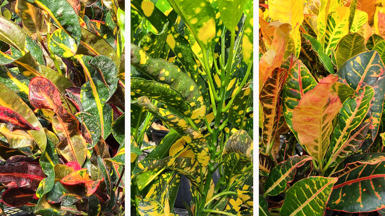 Three panels display colorful green, yellow and purple foliage.