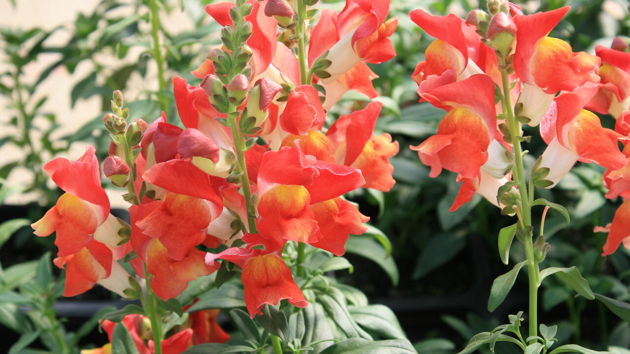 Orange flowers are arranged in rows on vertical stems.