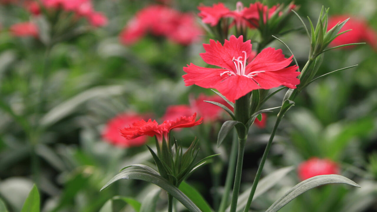 An individual red bloom is in focus in front of other, scattered red blooms.