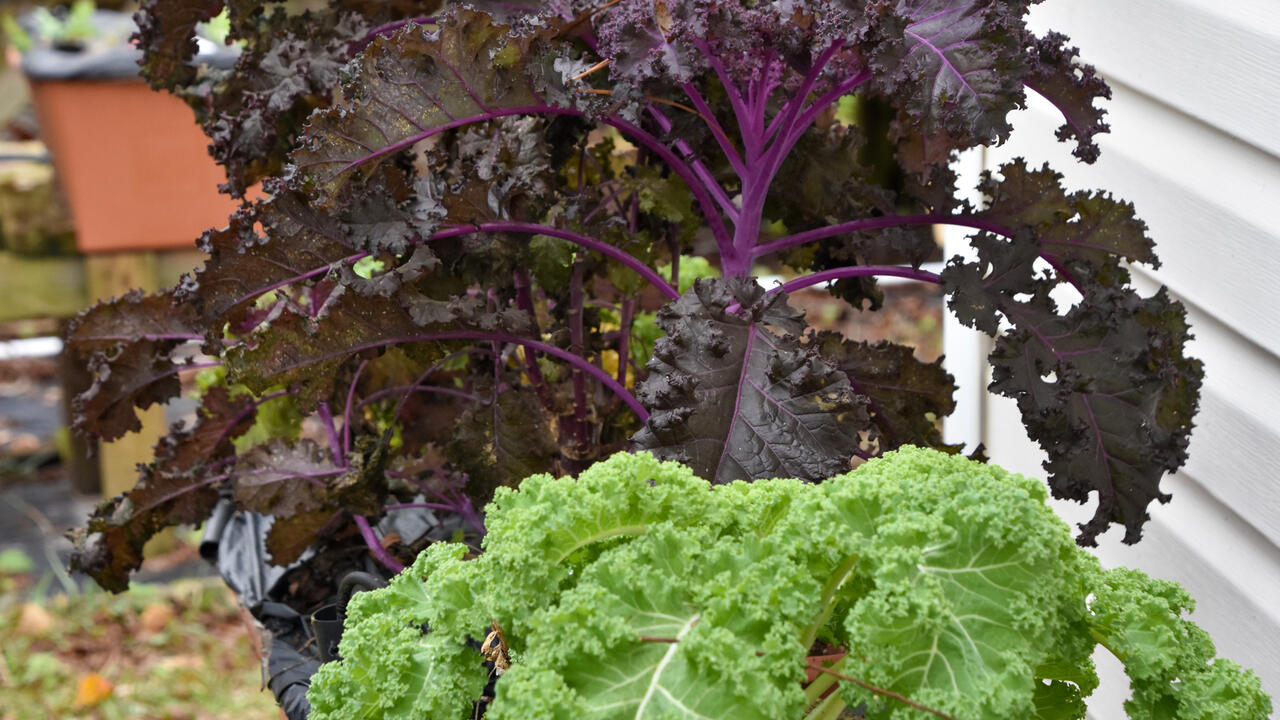 Plants with ruffled, purple leaves and ruffled, green leaves.