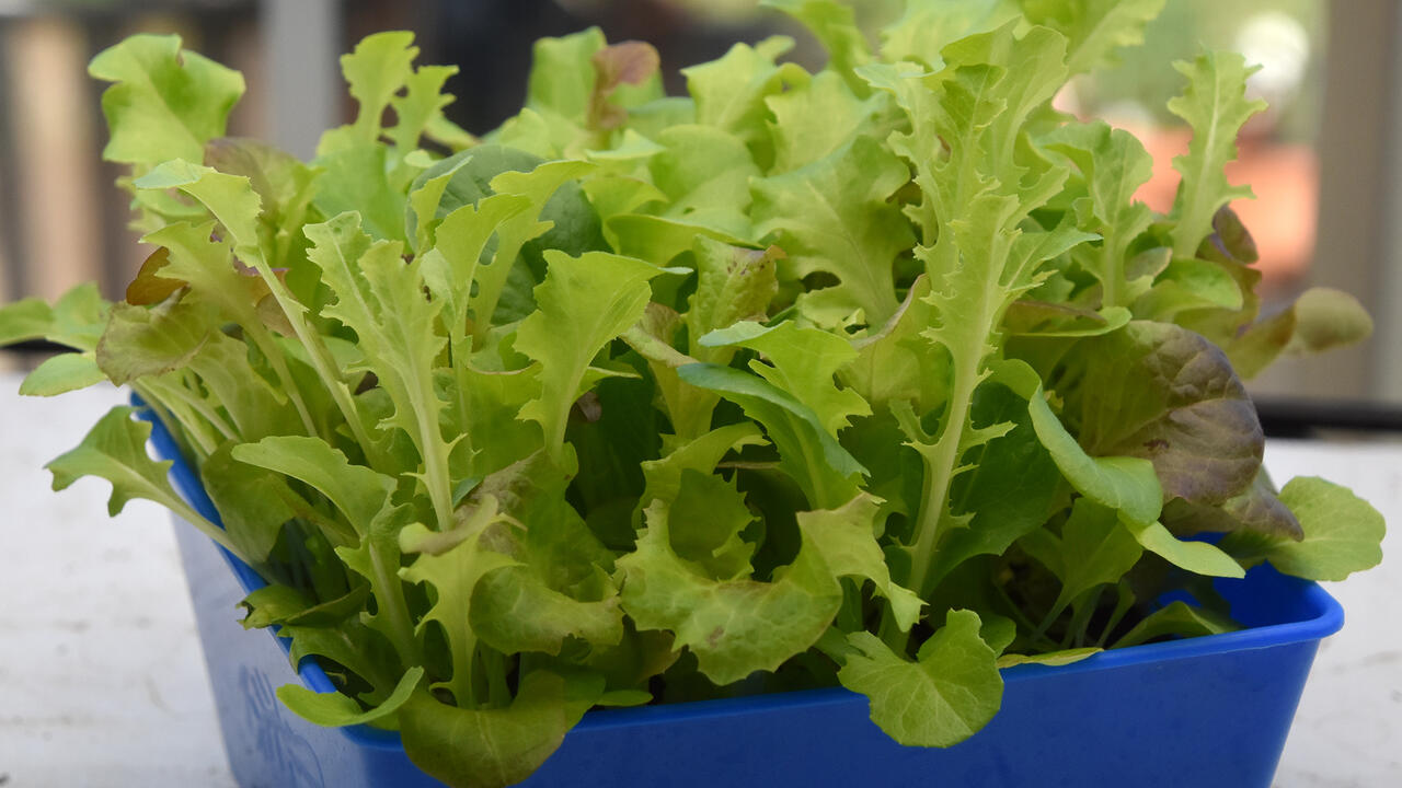 Small, leafy greens grow in a blue container.