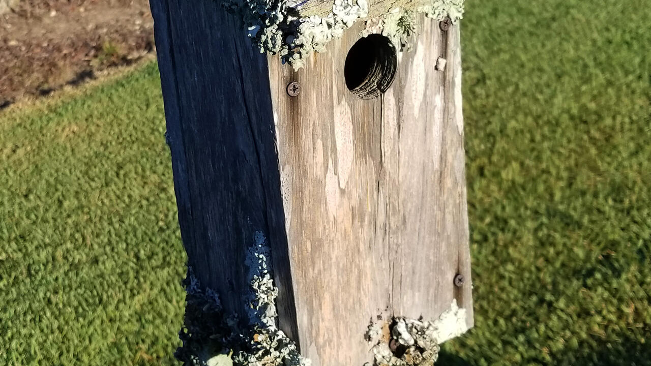 Ruffled edges of lichen cover the top of a wooden birdhouse.