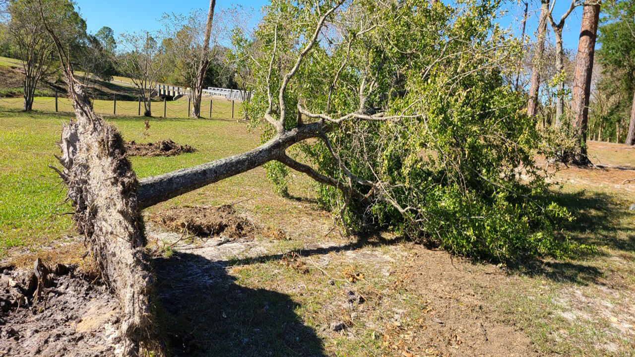  A tree lays on the ground with its entire root system exposed.