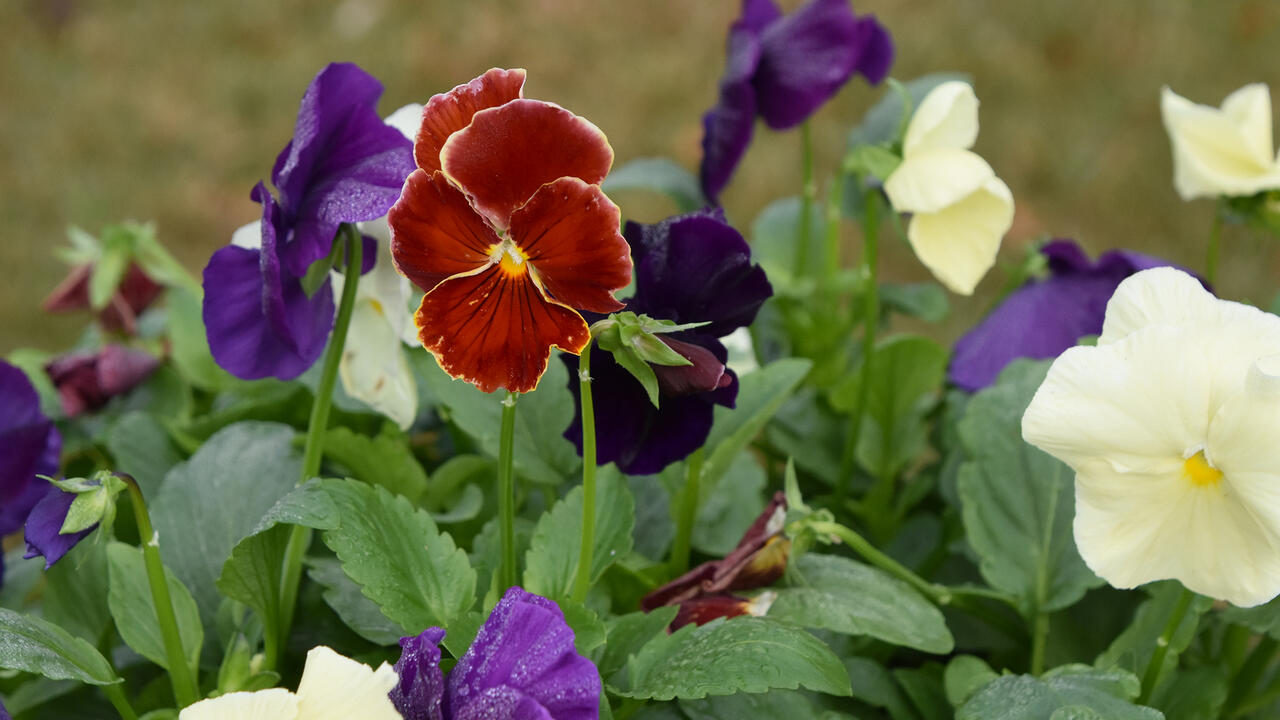 A single red bloom rises above green leaves along with white and purple blooms.