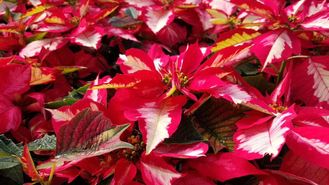 Red poinsettia leaves sport white centers.