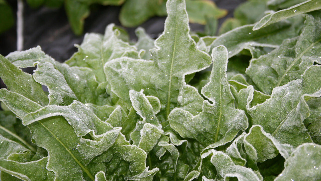 Frost covers the ruffled leaves of young lettuce.