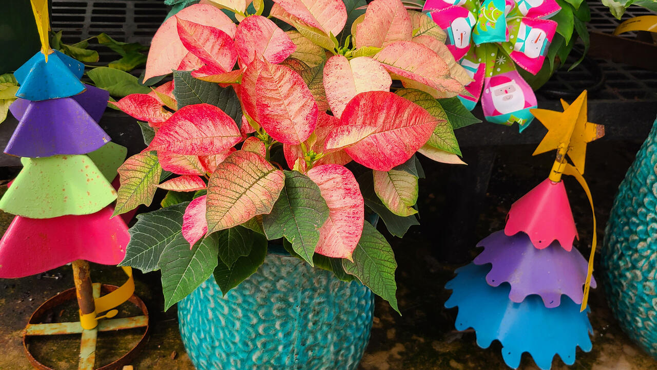  A pink and white poinsettia is surrounded by small, decorative Christmas trees.