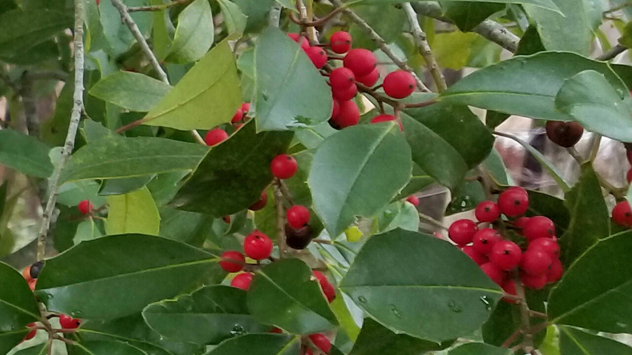A branch has green leaves and clusters of red berries along its length.