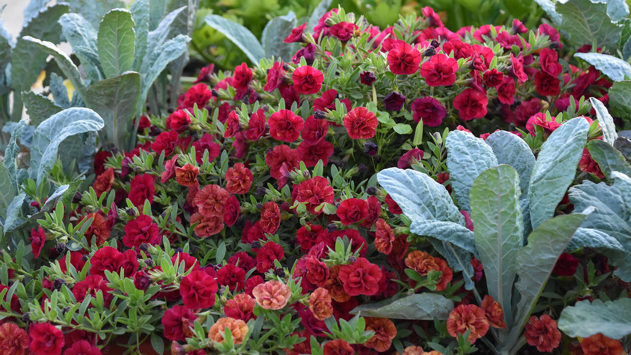 Upright, green leaves rise above mounding red flowers.