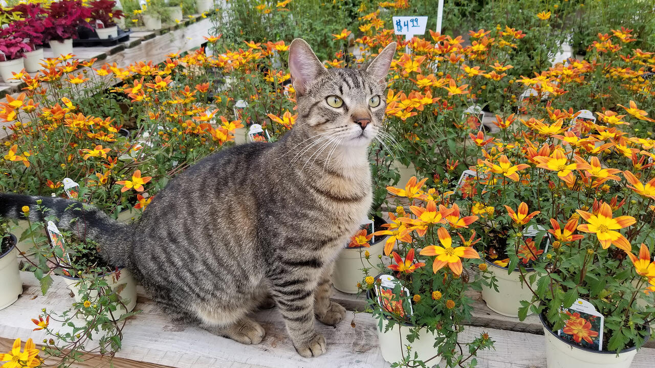 A cat sits on a bench in front of flowering, potted plants.