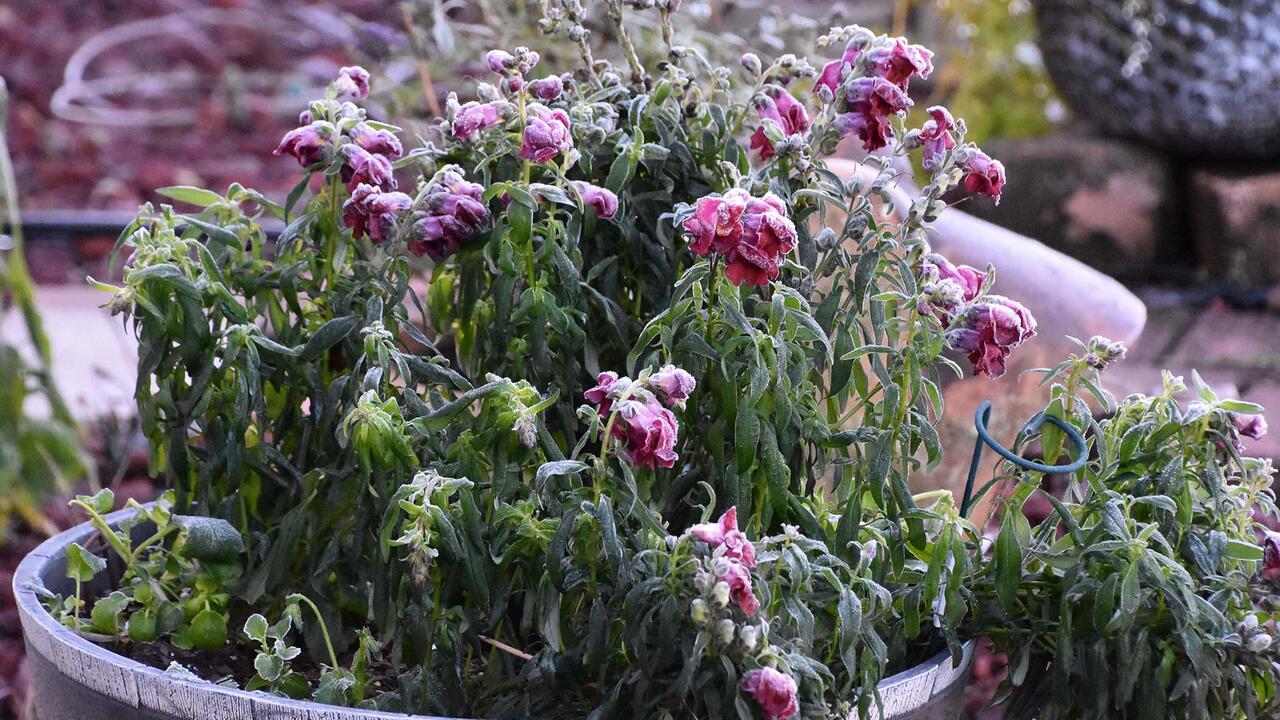 A container of plants droop under a coating of frost.