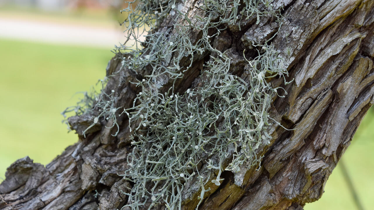 A small clump of hairy-type plant material grows on a tree trunk.