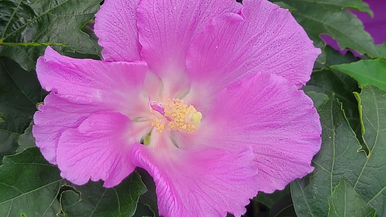 A single purple bloom has several overlapping petals.