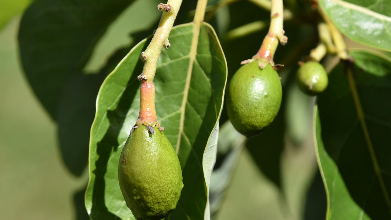 Smooth, green avocado fruit hang down on single stems.