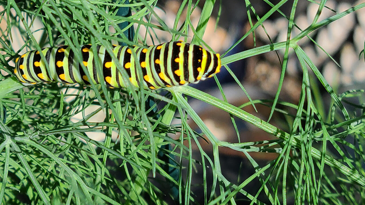 A large, striped butterfly rests on a green plant.