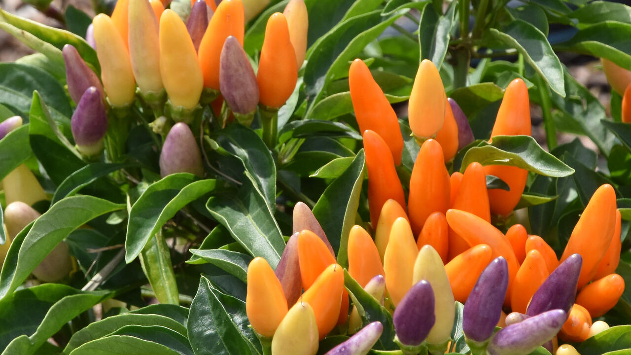 Small orange, purple and yellow fruit point upward from green plant.