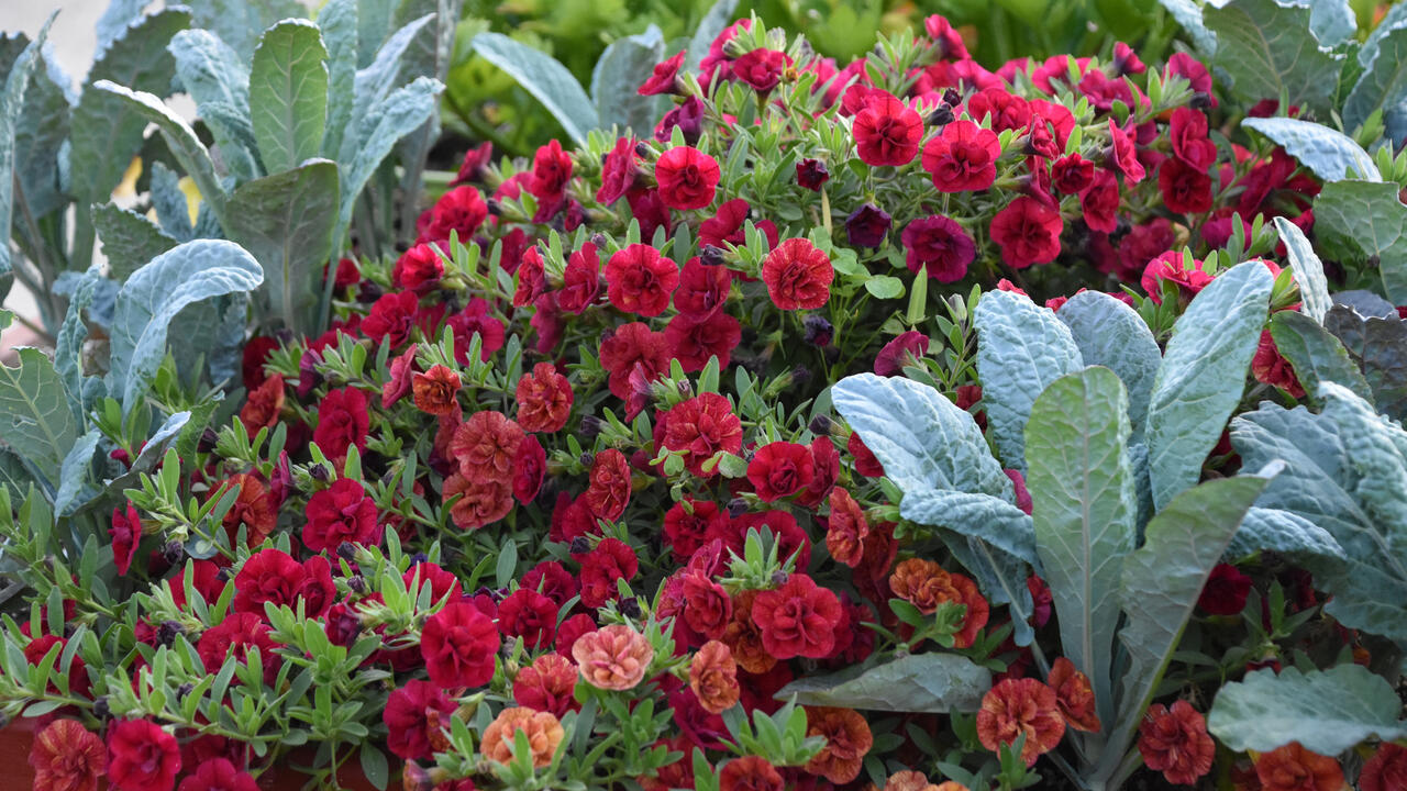 Bluish-green, upright leaves are interspersed with a mound of red flowers.