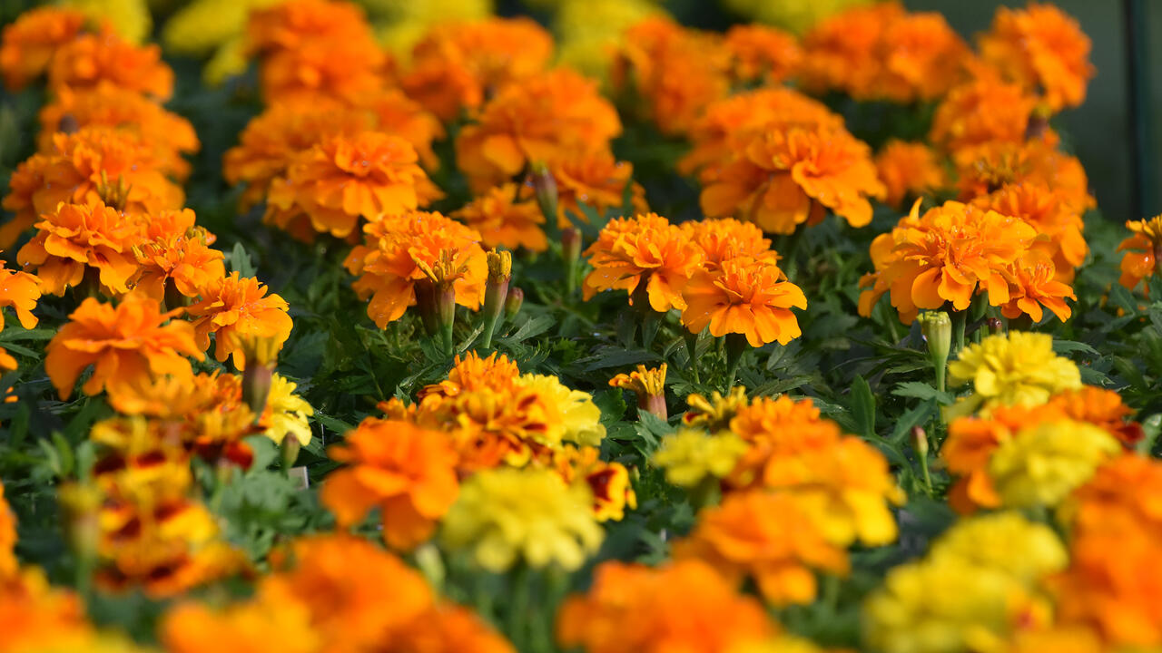 Dozens of yellow and orange blooms form a solid blanket.