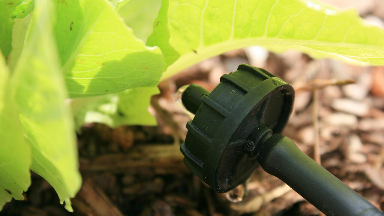 A round, black plastic head faces a plant.