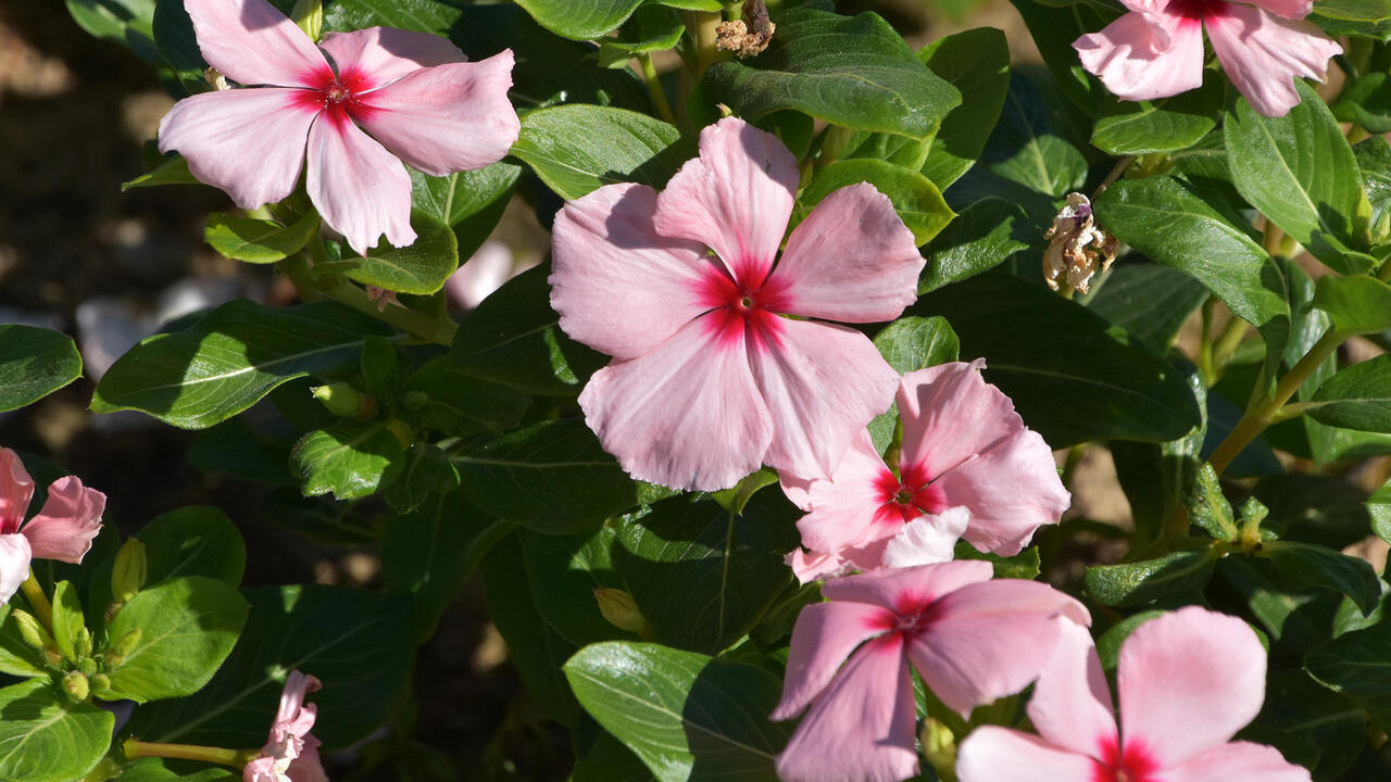 Pink flowers bloom on a green plant