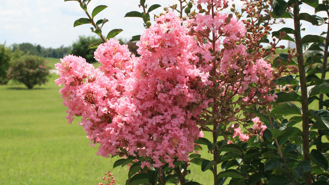 Small pink flower clusters bloom at the end of branches.