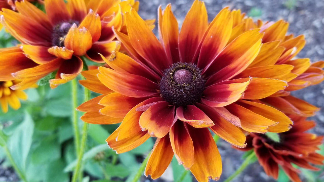 Three large, yellow flowers with dark centers bloom on green stems.