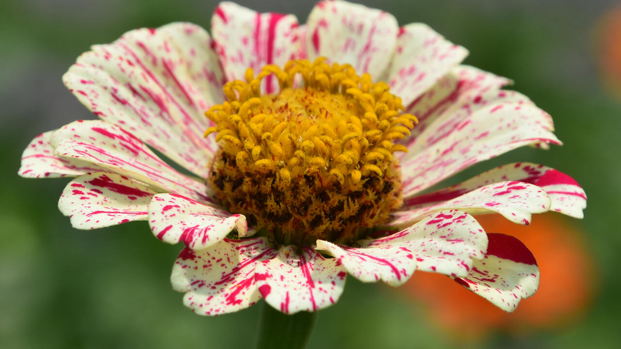 A single bloom has white petals with thin red stripes.