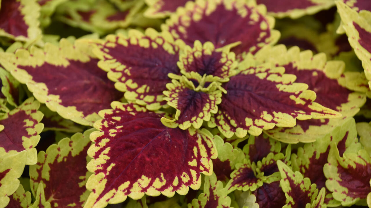 Lime green, ruffled leaves have reddish centers.