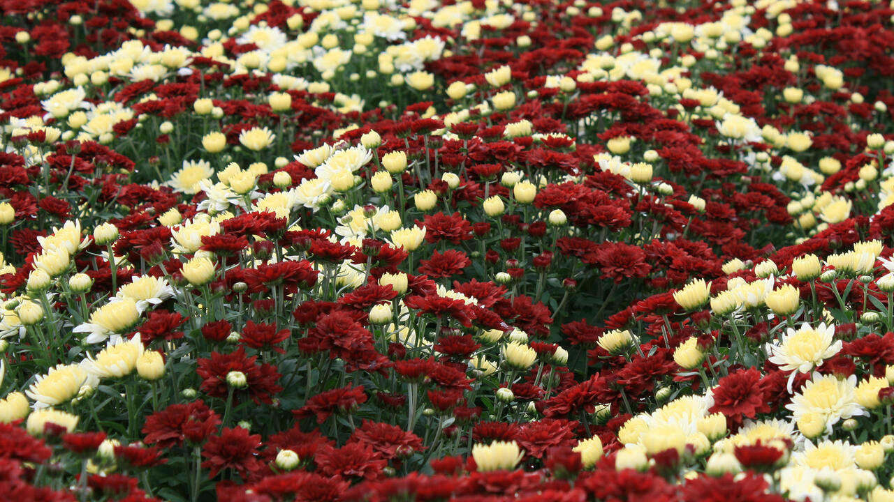 Maroon and white flowers cover a carpet of green foliage.