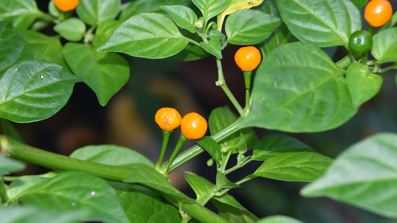 Round, yellow and green peppers grow on a bush.