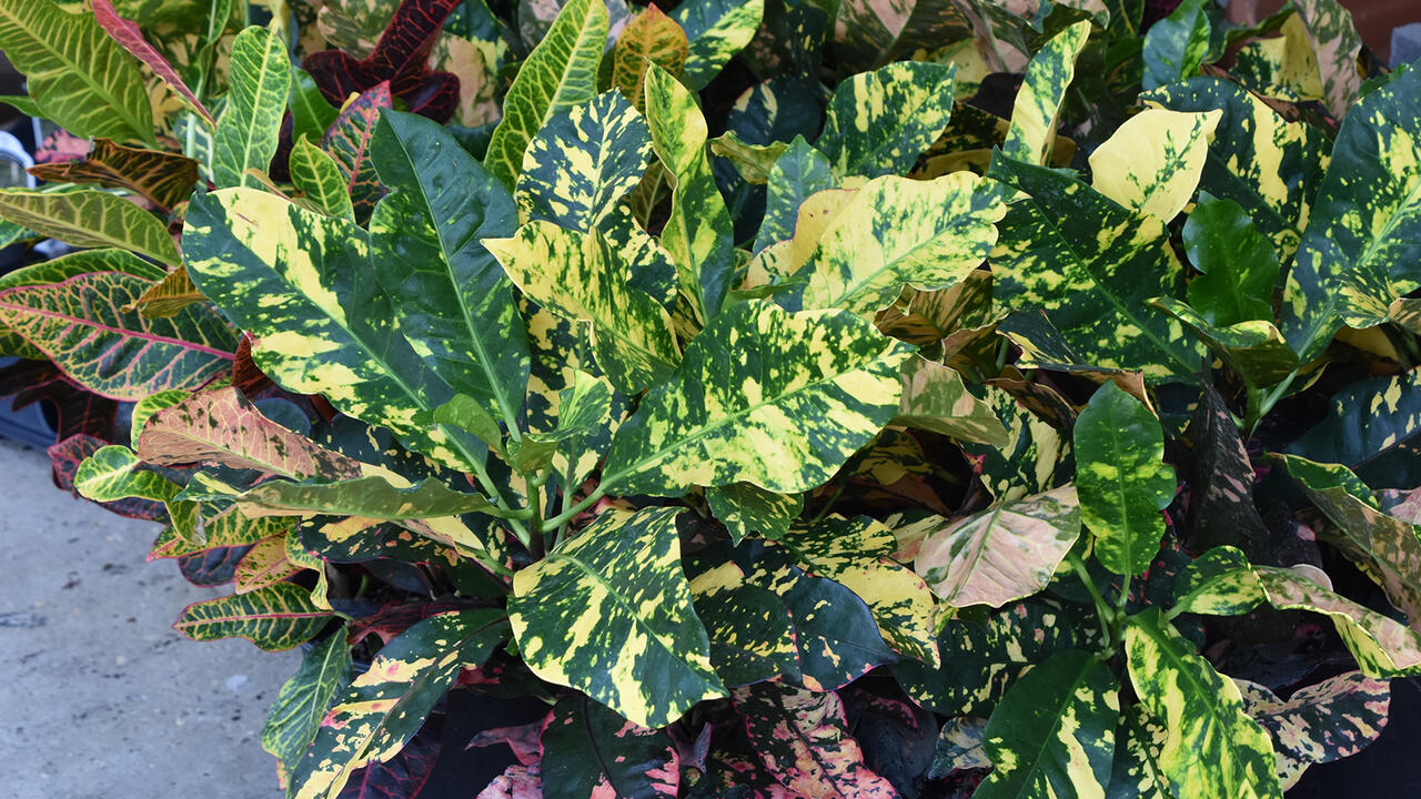 Green leaves are decorated with yellow or pink splotches.