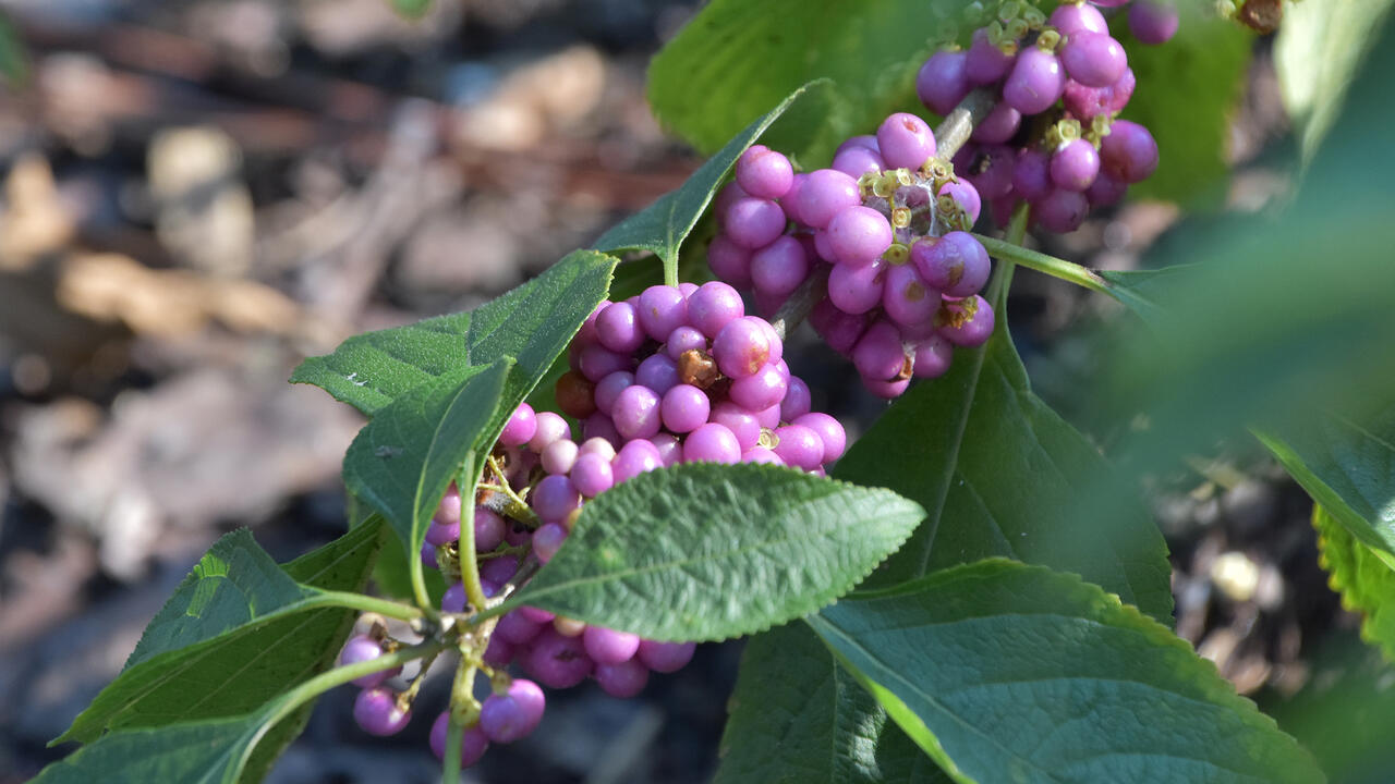 Clumps of purple berries line a green branch.