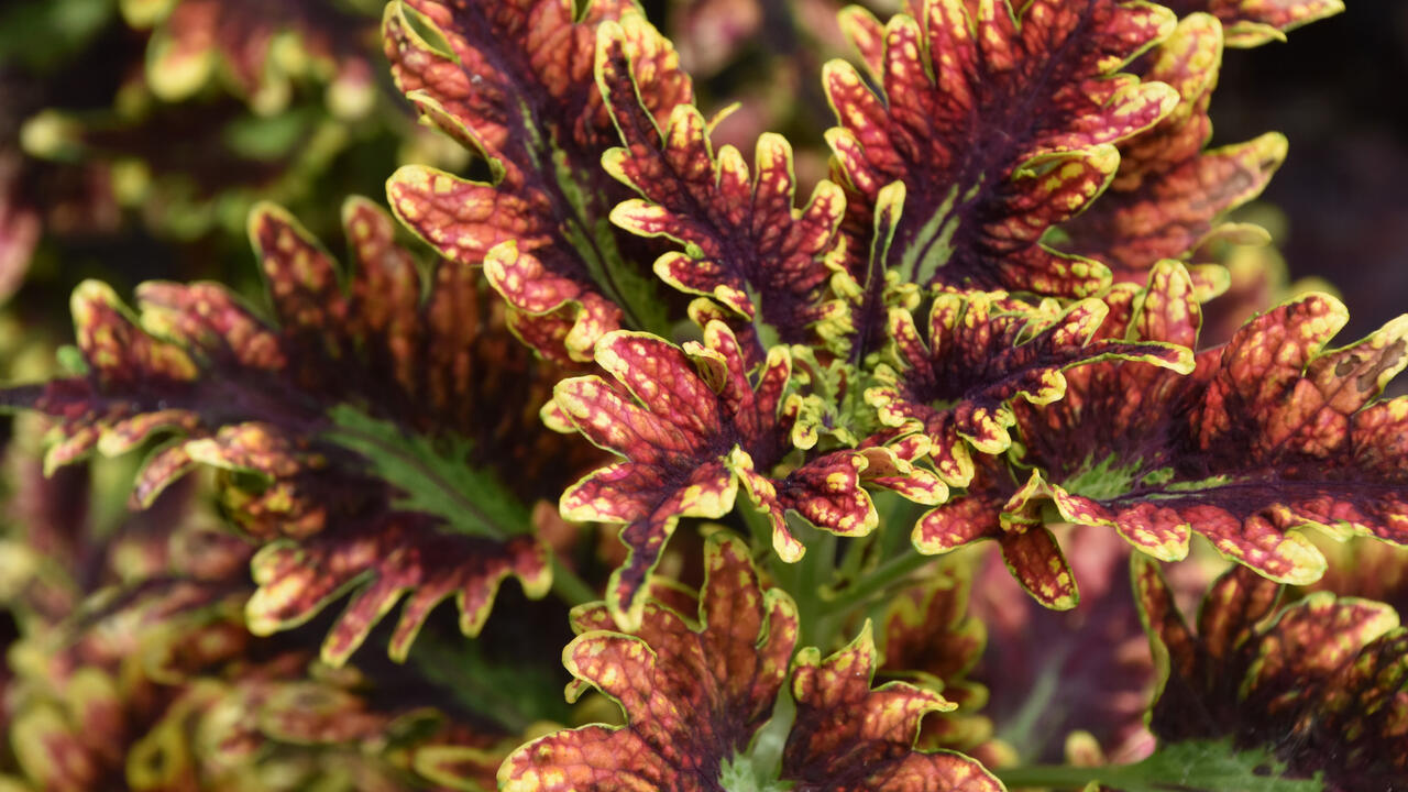 These red and green leaves have ruffled edges.