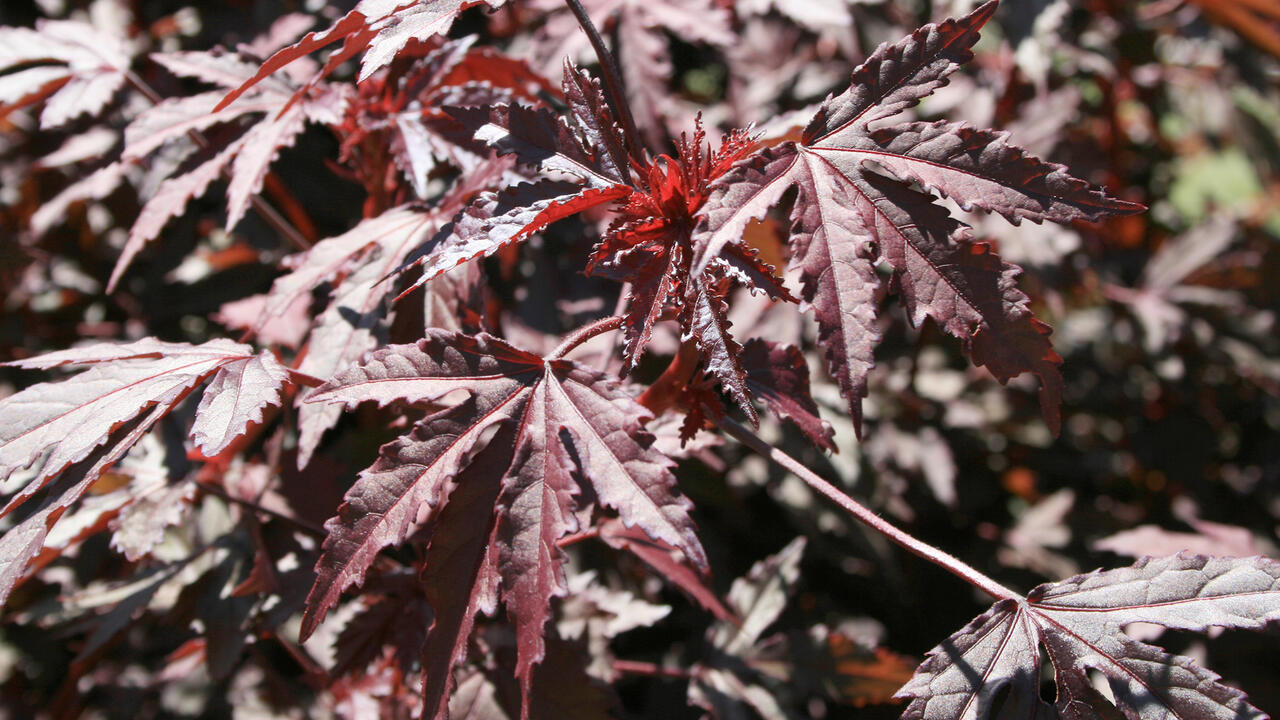 Large, spiky, purple leaves fill the frame.