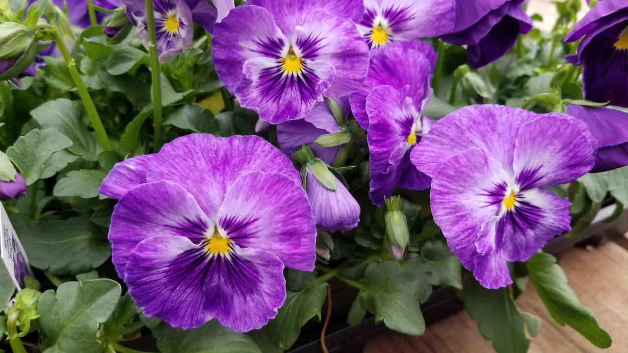 Purple blooms have small, yellow centers.